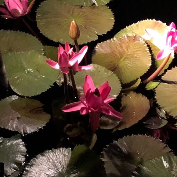 Meet your Posher, Kristina - Picture 2 of 2